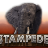 Stampede