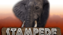 Stampede