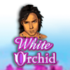 White Orchid