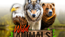 Wild Animals