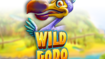 Wild Dodo