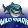 Wild Shark