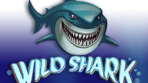 Wild Shark