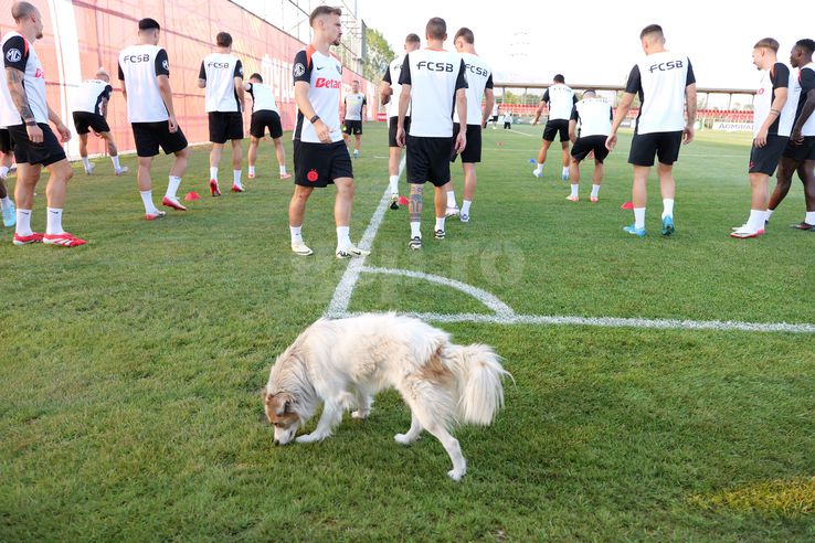 FCSB, antrenament înainte de meciul cu Shkendija // foto: Andrei Furnigă