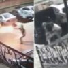 Coșmar în imagini! Un cunoscut luptător MMA, împușcat cu 5 gloanțe pe stradă. Totul a fost surprins pe film.