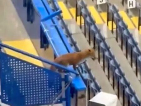 „Musafir” neinvitat înaintea meciului din Liga Campionilor » O vulpe a devenit „observator”