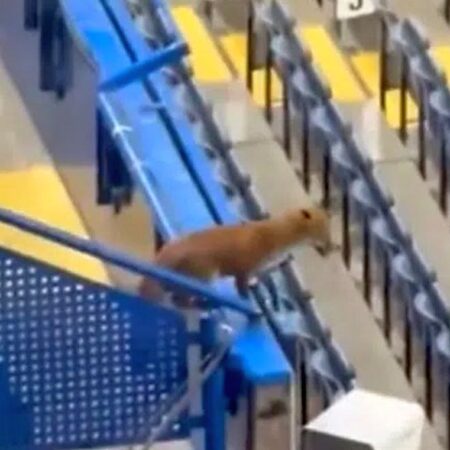 „Musafir” neinvitat înaintea meciului din Liga Campionilor » O vulpe a devenit „observator”