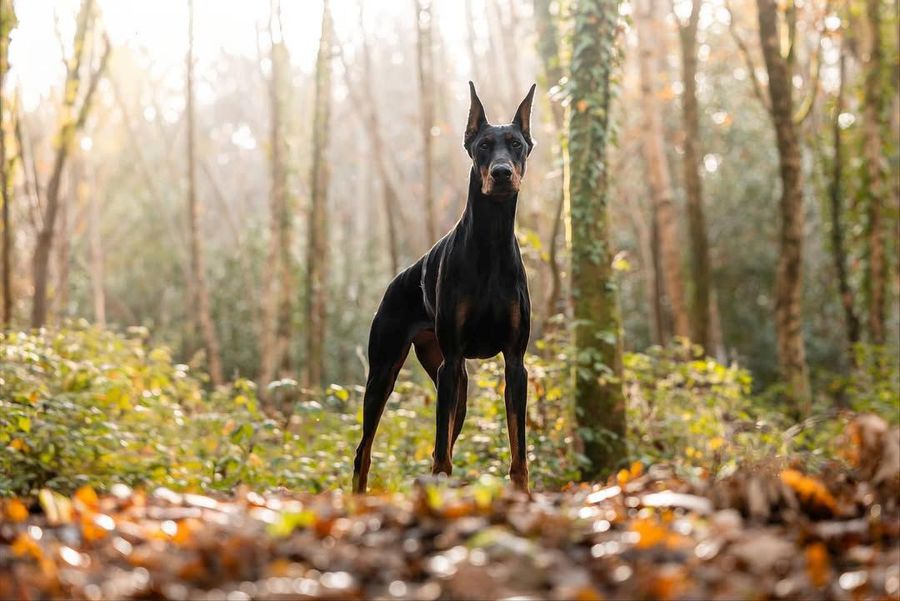 Dobermannul achiziționat de Alexander Isak În urma amenințărilor, Isak a făcut o investiție remarcabilă pentru siguranța sa